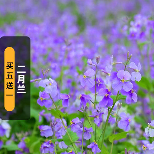 二月兰种子诸葛菜紫金菜