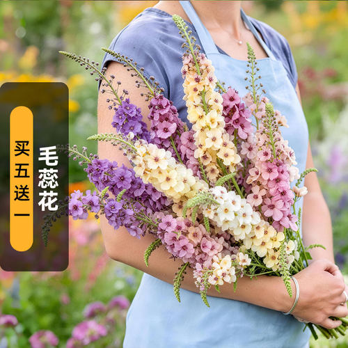 毛蕊花种子Rosetta海绵薄牛耳草