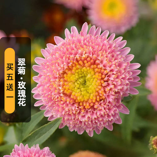 进口翠菊种子浅玫红 Light Rose重瓣七月菊切花籽阳台盆栽春秋播