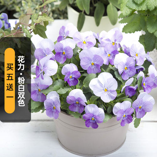 进口角堇种子花力/粉白双色 Pink Beacon粉灯塔矮生盆栽春秋播
