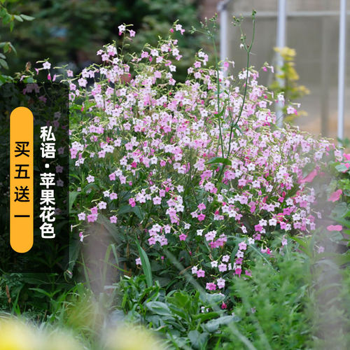 进口花烟草种子私语/苹果花色Whisper（高型）长花期切花盆栽春播