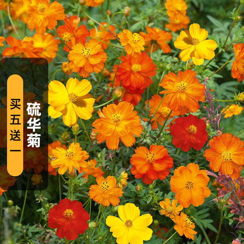 硫华菊种子黄秋英硫磺菊图片