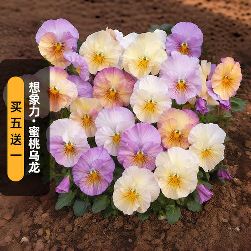 进口三色堇种子想象力/蜜桃乌龙Peach Shades阳台盆栽春秋播