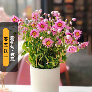 进口鳞托菊种子斑地锦/玫瑰Maculata鲁丹鸟罗丹斯干切花盆栽秋播