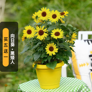 向日葵/黑矮人种子20粒柠檬黄黑芯观赏葵花种籽阳台矮生盆栽春播