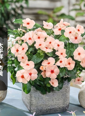 进口长春花种子太平洋XP杏黄色Pacifica五叶梅长花期阳台盆栽春播