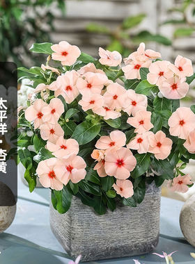进口长春花种子太平洋XP杏黄色Pacifica五叶梅长花期阳台盆栽春播