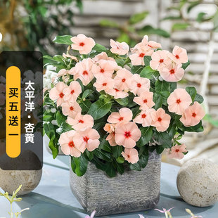 进口长春花种子太平洋XP杏黄色Pacifica五叶梅长花期阳台盆栽春播