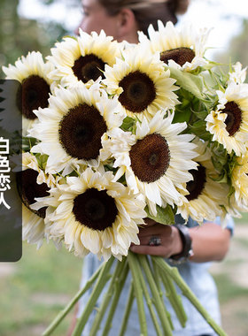 进口奶油向日葵白色恋人种子5粒 White Nite白夜葵花籽可切花盆栽