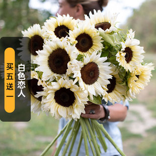 进口奶油向日葵白色恋人种子5粒 Nite白夜葵花籽可切花盆栽 White