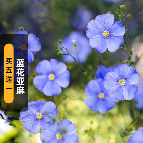 蓝花亚麻种子多年生豆麻