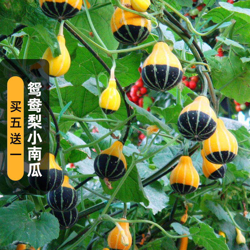 鸳鸯梨小南瓜种子15粒小玩偶爬藤观赏玩具倭瓜种籽阳台盆栽春季播
