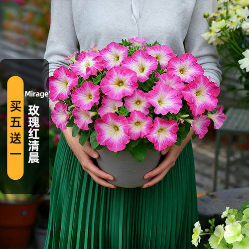 进口矮牵牛种子海市蜃楼/玫瑰红清晨Mirage中大型花矮生盆栽秋播