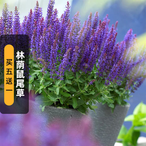 林荫鼠尾草种子Salvianemorosa