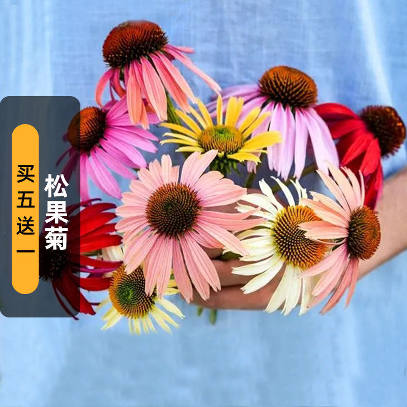 彩色紫松果菊种子混色紫锥菊花籽多年生宿根可切花阳台盆栽春秋播