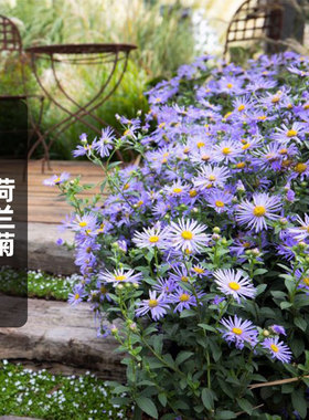 荷兰菊种子Aster Monch纽约紫菀友禅菊花籽多宿根盆栽春秋播