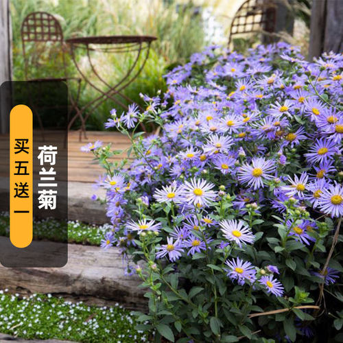 荷兰菊种子Aster Monch纽约紫菀友禅菊花籽多宿根盆栽春秋播
