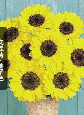 Sakata向日葵文森特2柚子色Pomelo种子5粒柠檬黄黑芯切花葵花籽