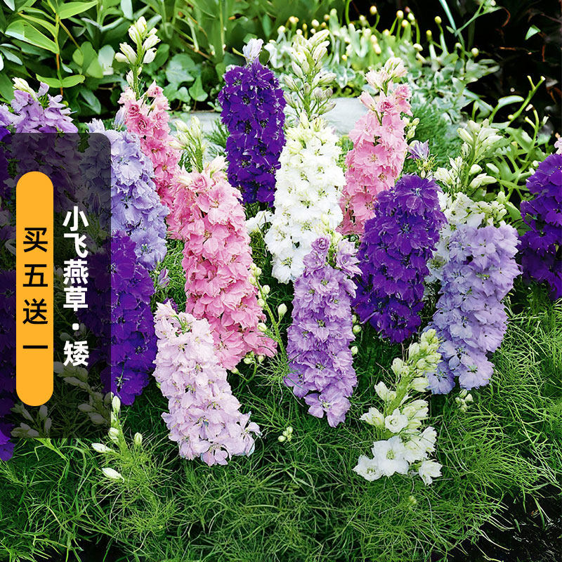 小飞燕草（矮生）种子100粒复瓣翠雀花种籽切花室外盆栽春秋播