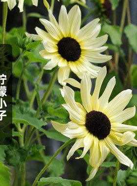柠檬小子向日葵种子20粒柠檬绿黑芯太阳葵花籽可切花阳台盆栽春播