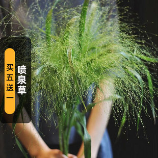 喷泉草种子100粒Fountain Grass霜冻爆炸草籽可切花阳台盆栽春播