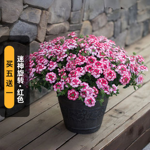 进口美女樱种子迷神旋转红色(矮生)渐变花卉长花期阳台盆栽春播