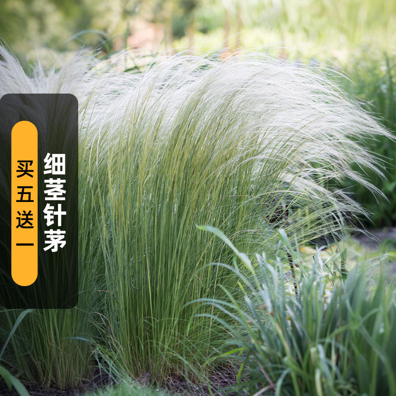 细茎针茅种子墨西哥羽毛草