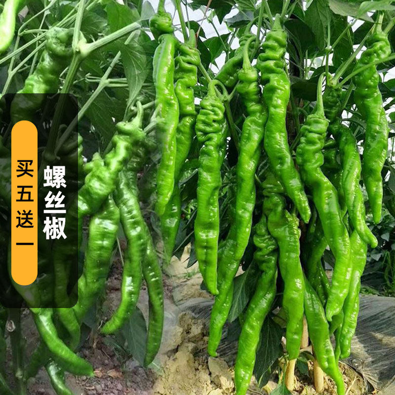 螺丝椒种子2克香辣长辣椒皮薄蔬菜种籽干鲜两用田园阳台盆栽春播