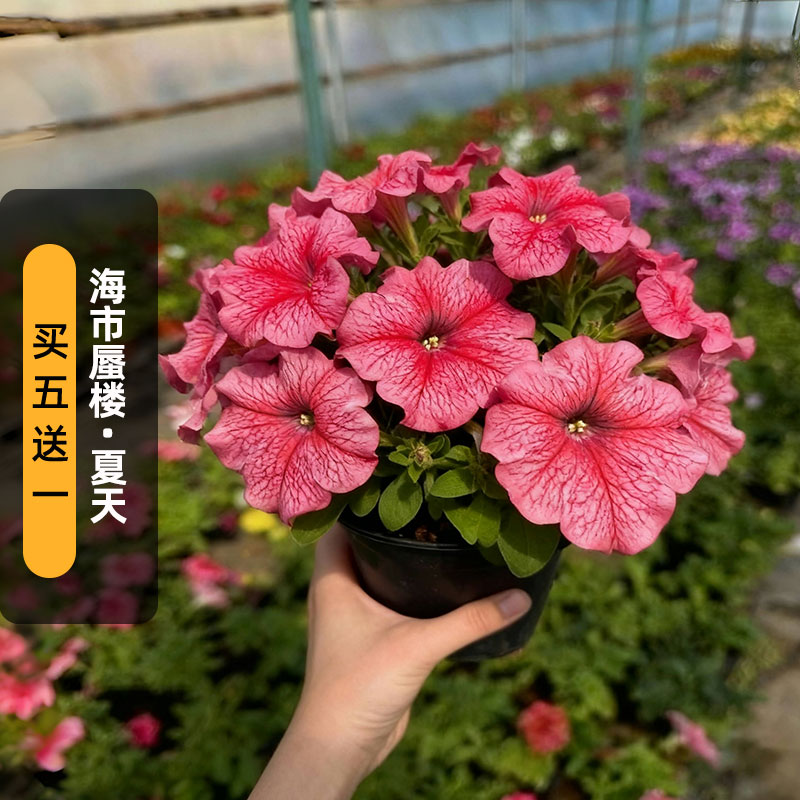 进口矮牵牛种子海市蜃楼/夏天Mirage系列中大型花矮生盆栽春秋播