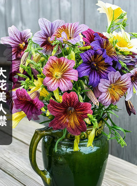 大花美人襟种籽100粒智利喇叭花朝颜烟草种子庭院室外盆栽春秋播