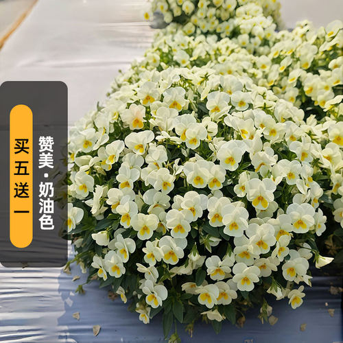 进口角堇种子赞美/奶油色Admire'Cream清新长花期盆栽春秋播