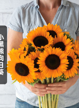 小黑熊向日葵种子20粒多头文森特橙色葵花籽可切花阳台盆栽春季播
