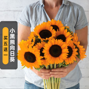 小黑熊向日葵种子20粒多头文森特橙色葵花籽可切花阳台盆栽春季播