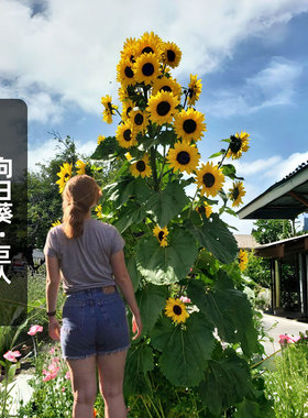 向日葵绿巨人种子20粒Giant高大多头葵花朝阳花籽可切花庭院春播