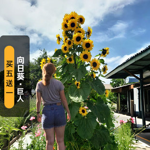 向日葵绿巨人种子20粒Giant高大多头葵花朝阳花籽可切花庭院春播