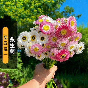 永生菊种子100粒罗伊小姐小鳞托菊花籽可干切花阳台盆栽春秋季播