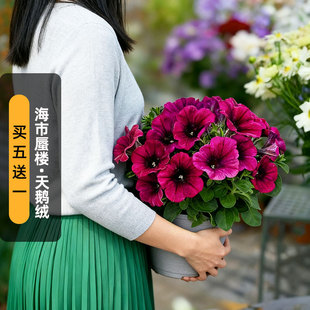 进口矮牵牛种子海市蜃楼/天鹅绒Mirage系列中大型花矮生盆栽秋播