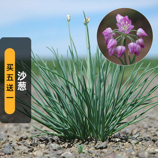 沙葱种子200粒蒙古韭菜沙漠香葱蔬菜食用香草种子阳台盆栽春秋播