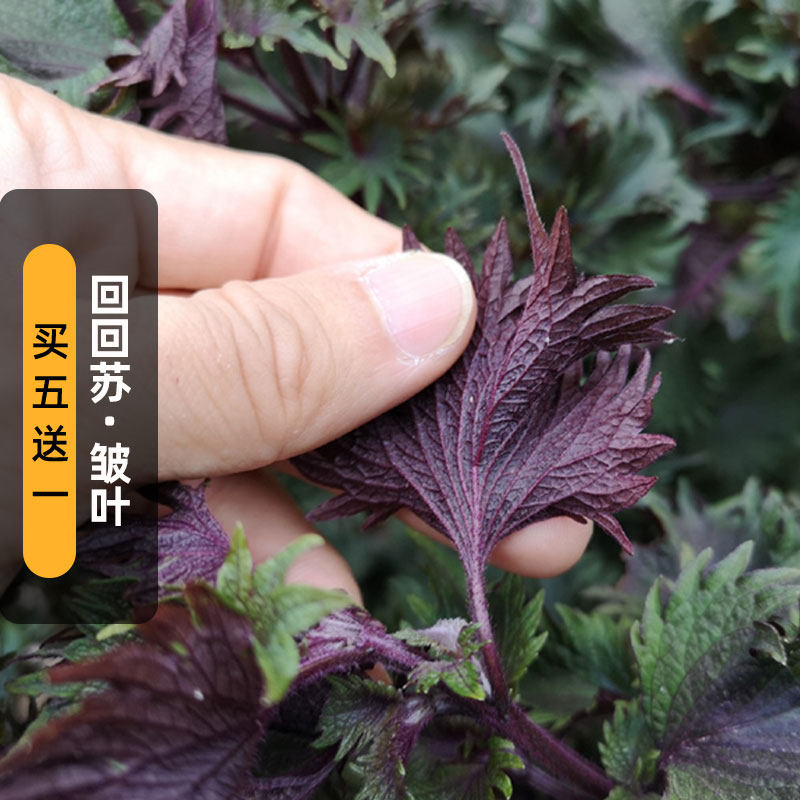 回回苏种子2克鸡冠紫苏皱叶单面赤苏食用香草种籽阳台盆栽春夏播