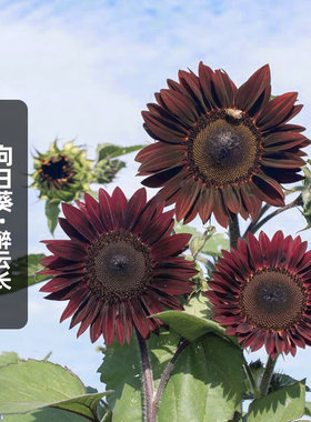 进口向日葵醉云长种子5粒巧克力暗红色多分枝葵花籽切花盆栽春播