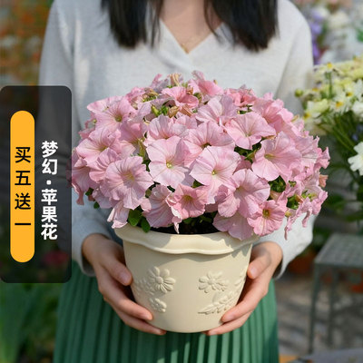 进口矮牵牛种子梦幻/苹果花Apple blossom大花型矮生盆栽春秋播