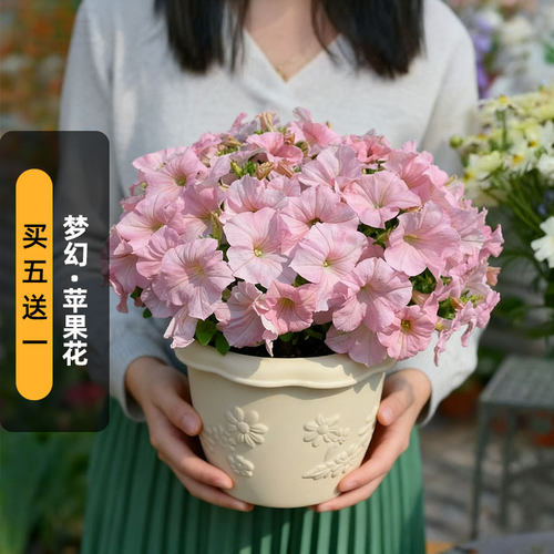 进口矮牵牛种子梦幻/苹果花Apple blossom大花型矮生盆栽春秋播