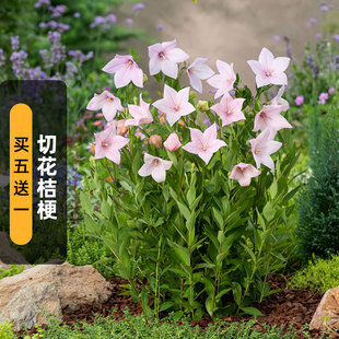 进口切花桔梗种子灯塔/粉色Florist铃铛花籽宿根多年生盆栽秋播