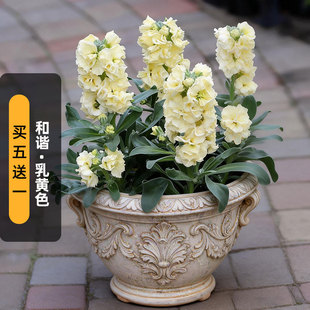 进口（矮）紫罗兰种子和谐/乳黄色Harmony重瓣四桃克盆栽春秋播