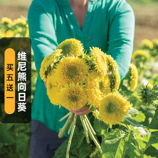 维尼熊向日葵种子20粒重瓣柠檬黄泰迪熊复瓣熊葵花籽阳台盆栽春播