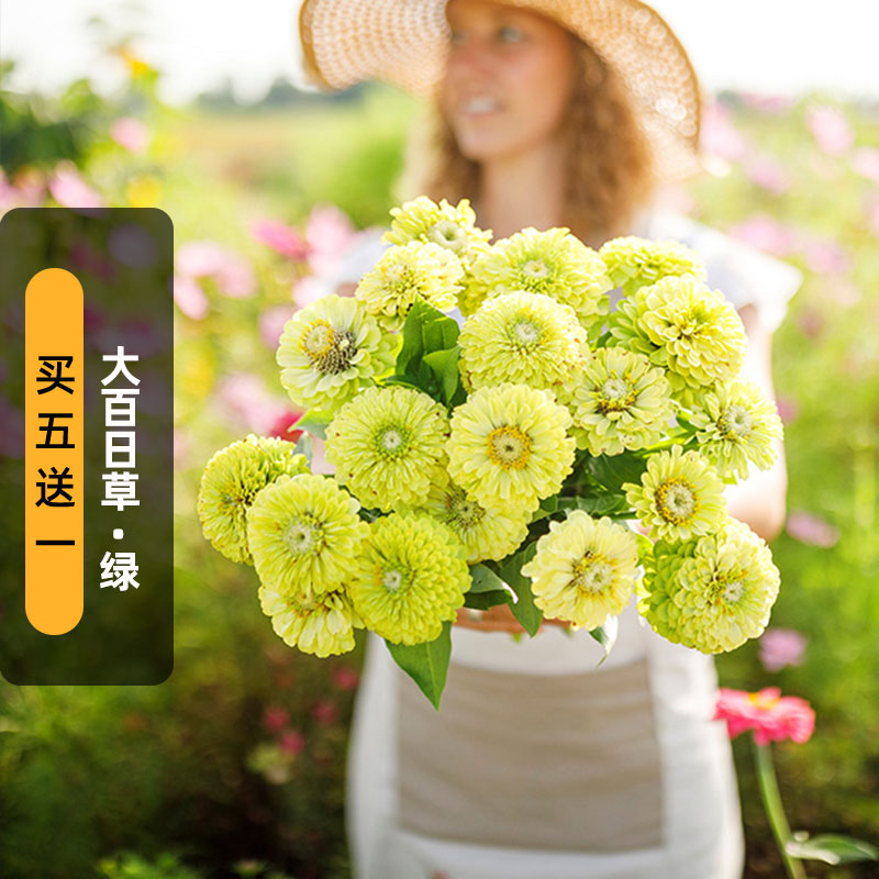 大花绿百日草种子火球花对叶菊