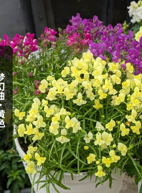 进口（矮）柳穿鱼种子梦幻曲/黄色Fantasists姬金鱼草籽盆栽秋播