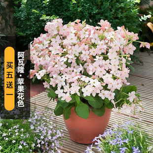 长花期盆栽春播 矮生 进口花烟草种子阿瓦隆 苹果花色Avalon