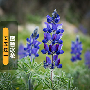 蓝鲁冰花种子10粒蓝火萤伞叶大羽扇豆花籽耐寒盆栽春秋播