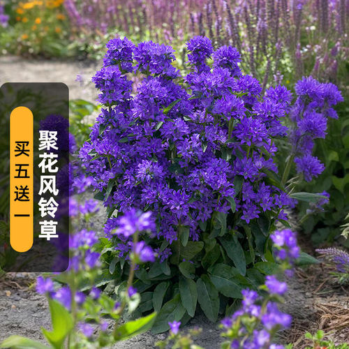 聚花风铃草种子密花灯笼花